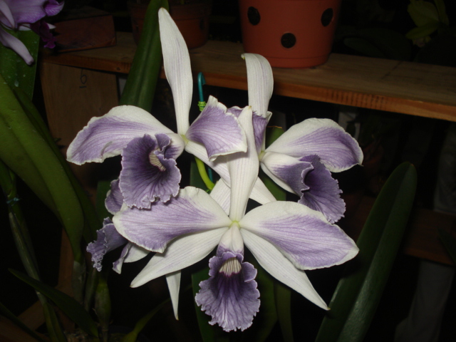 Cattleya (Laelia) purpurata fma. coerulea (ardosia) 42884210