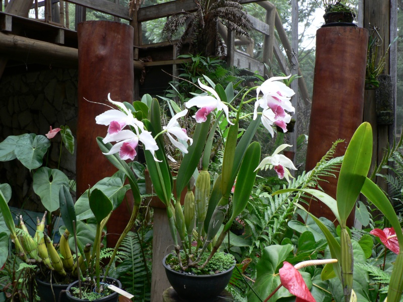 Cattleya purpurata - Page 2 P1060612