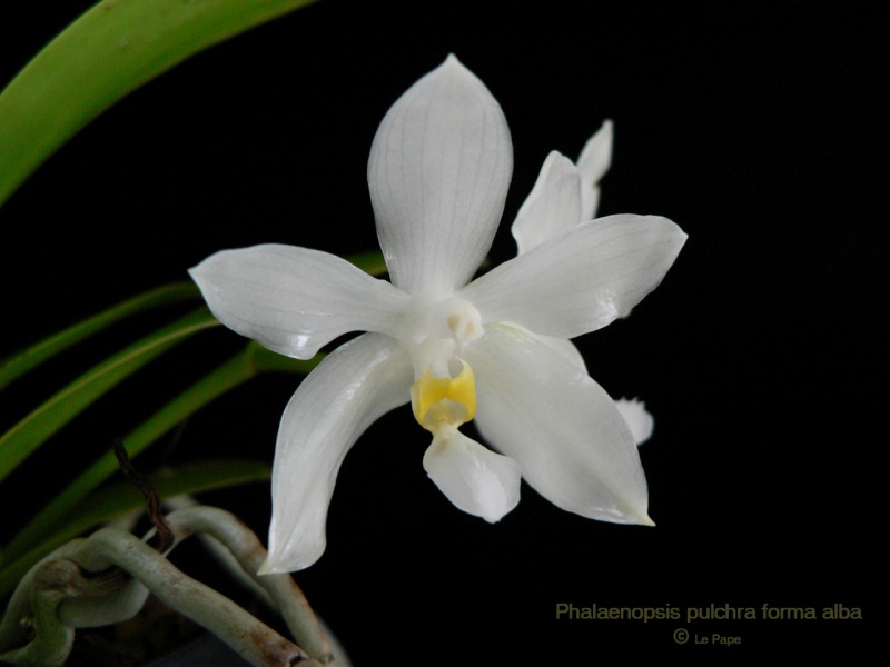 Phalaenopsis pulchra forma alba  Phalae27