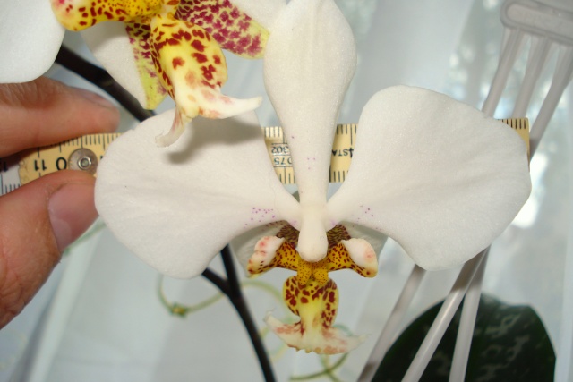 Phalaenopsis stuartiana Dsc07911