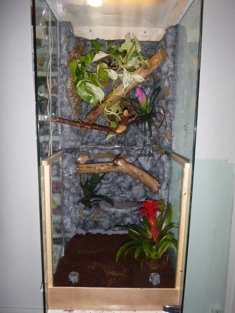 [TUTO] Transformer une Vitrine en Vivarium Tropical P1030829