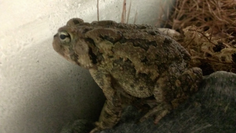 Looking for American Toads around Richmond. Imag1510