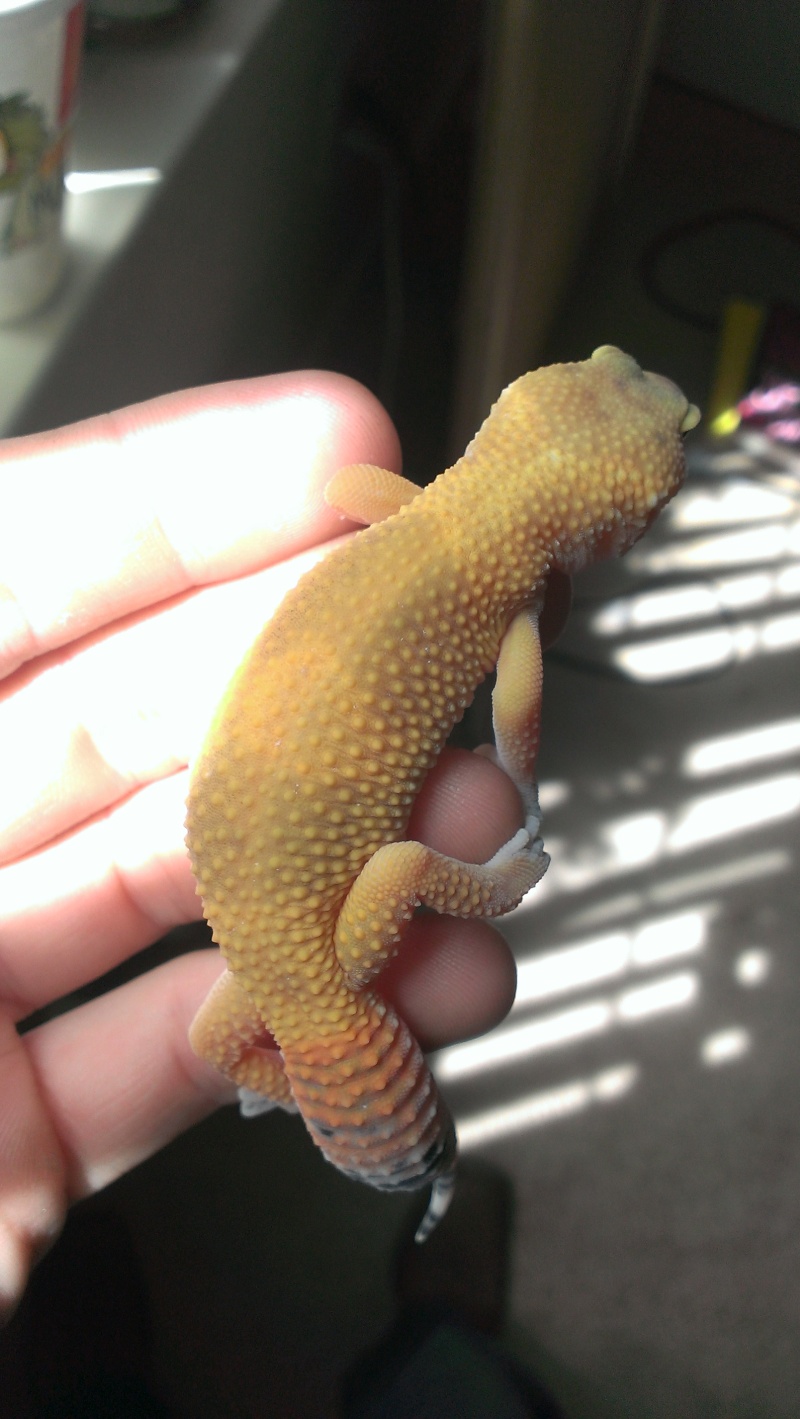 Im looking for a male leopard gecko... Imag1710