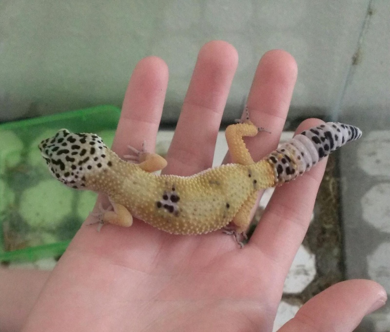 Im looking for a male leopard gecko... Imag1711