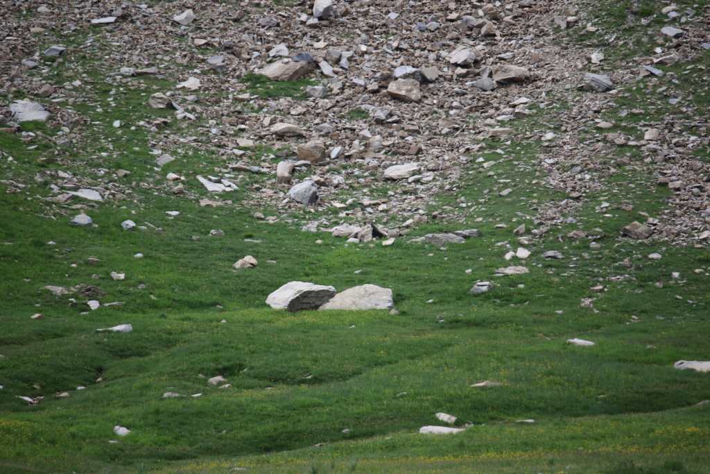 La Foux d'Allos - Allos (04) 624a2129