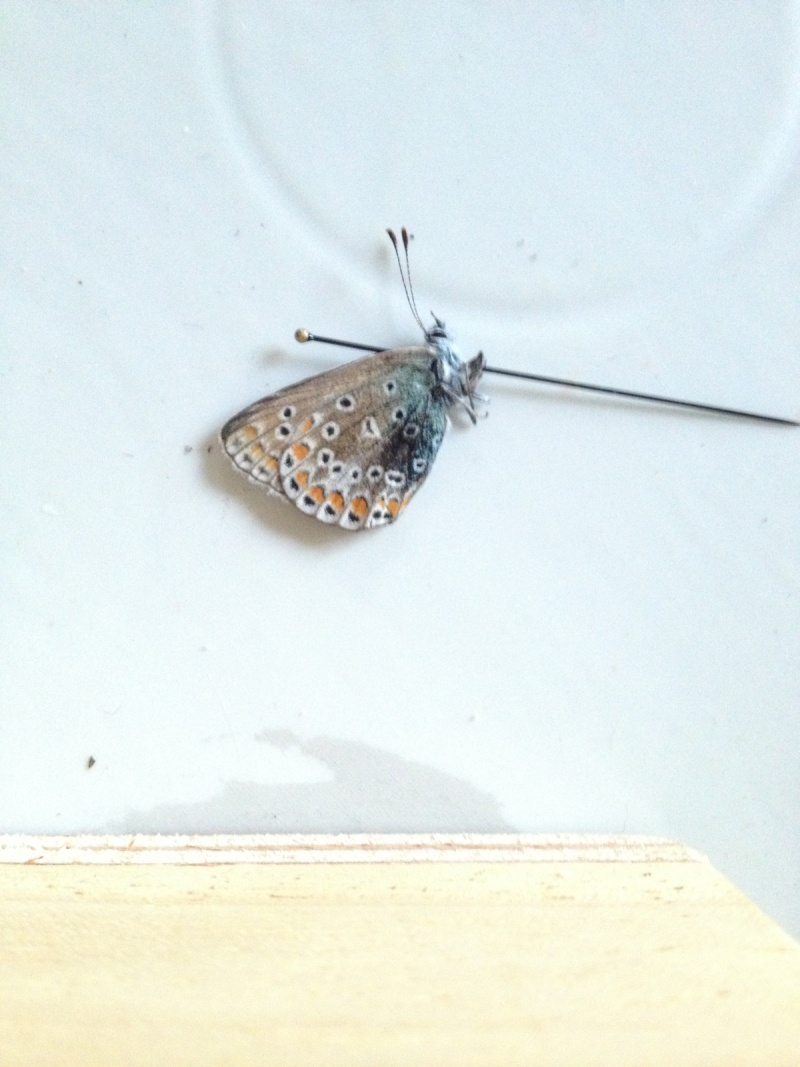 [Polyommatus icarus](Lycaenidae Polyommatinae)Bel azuré  Img_0714