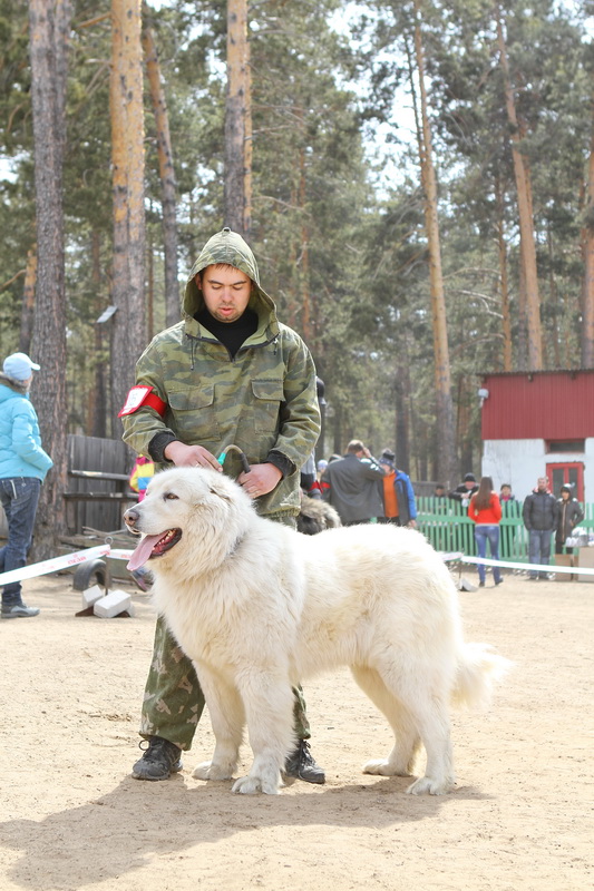Белые кавказские овчарки 9eaffd10