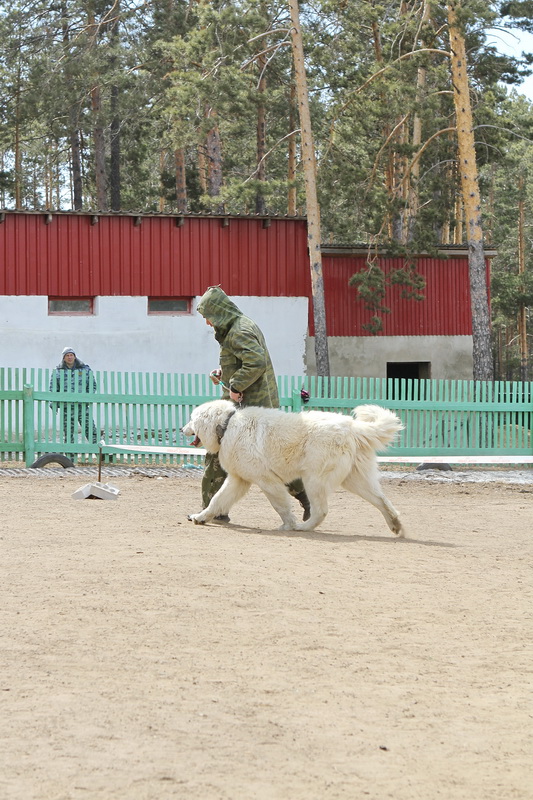 Белые кавказские овчарки F1901710