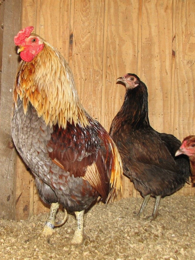 Aux origines de l'araucana : la collonca 900x9010