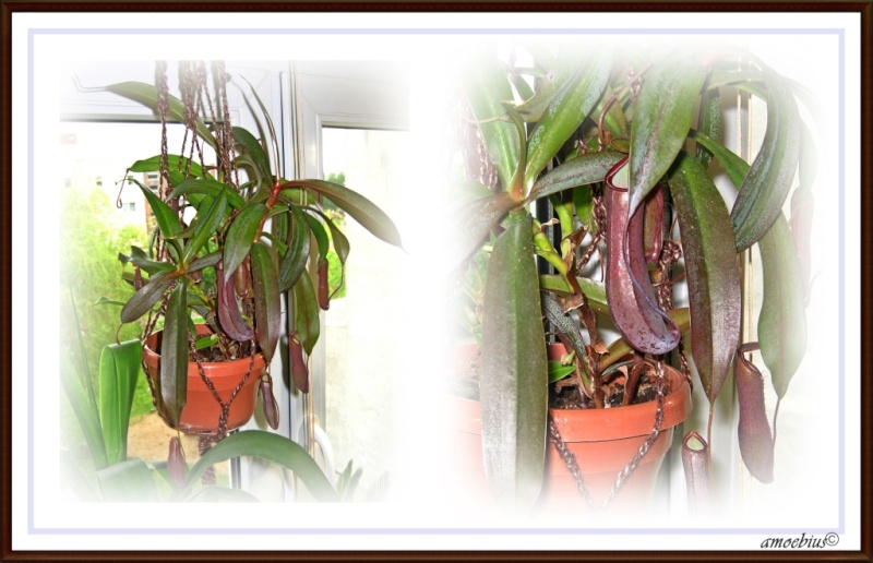 terrarium - Karnivoren / insektenfangende Pflanzen Teil 1 - Seite 2 2-horz10