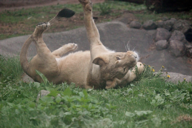 Asiatic lions at Helsinki Zoo - Page 2 Img_6011