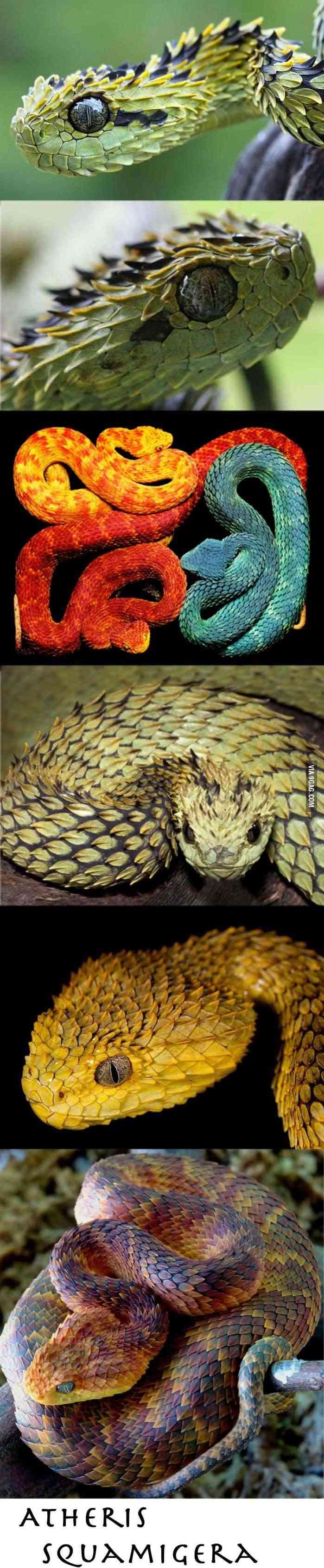 Most beautifull snake in the world  Atheri10