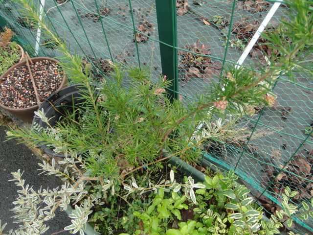 grevillea miqueliana Dsc00161