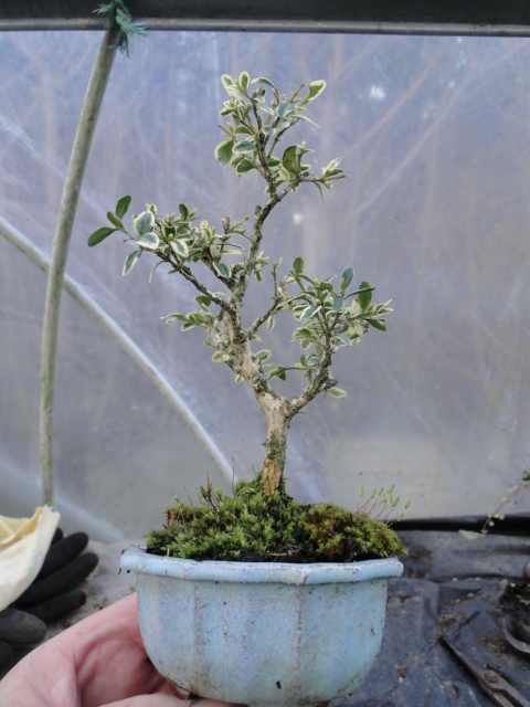 Rempotage bonsaï Dsc00163