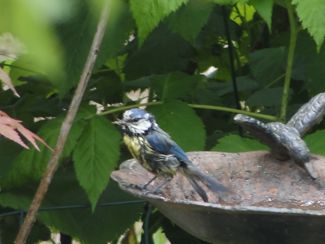 les oiseaux et petites bêtes au cours de nos balades - Page 33 Dsc00778