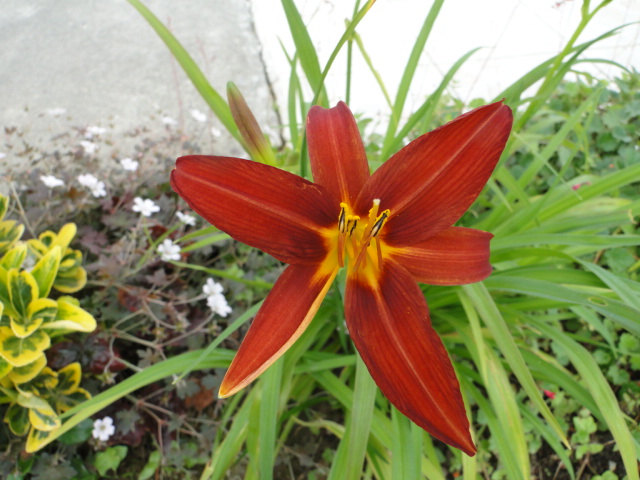 Hemerocalle,Hemerocallis - Page 2 Dsc01031