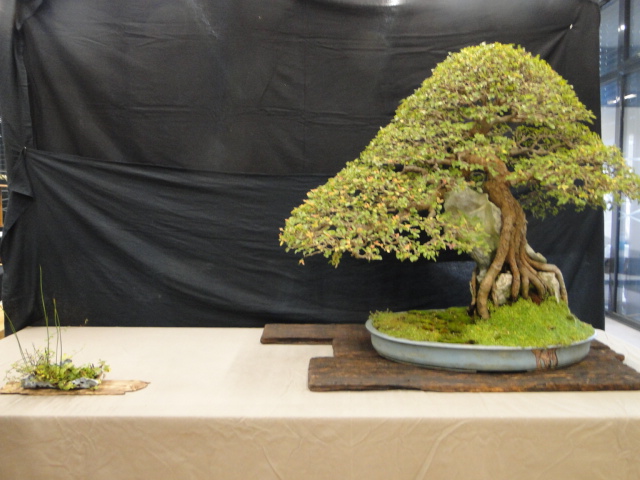 la passion du bonsai Dsc02341