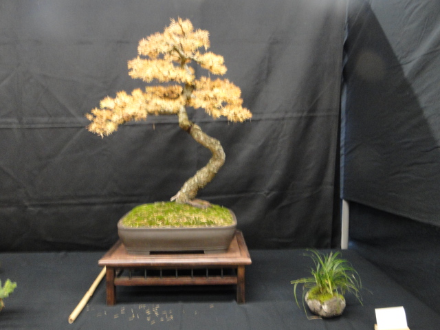 la passion du bonsai Dsc02342