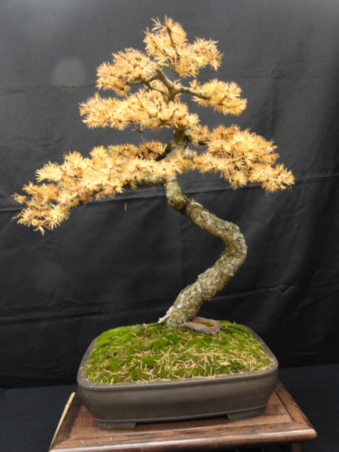 la passion du bonsai Dsc02343