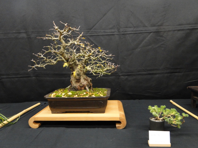 la passion du bonsai Dsc02344