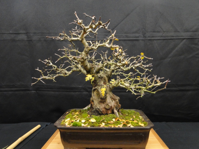 la passion du bonsai Dsc02345