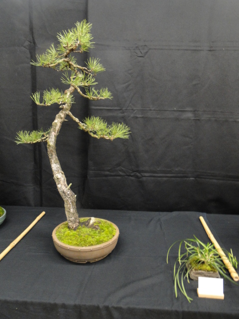 la passion du bonsai Dsc02346