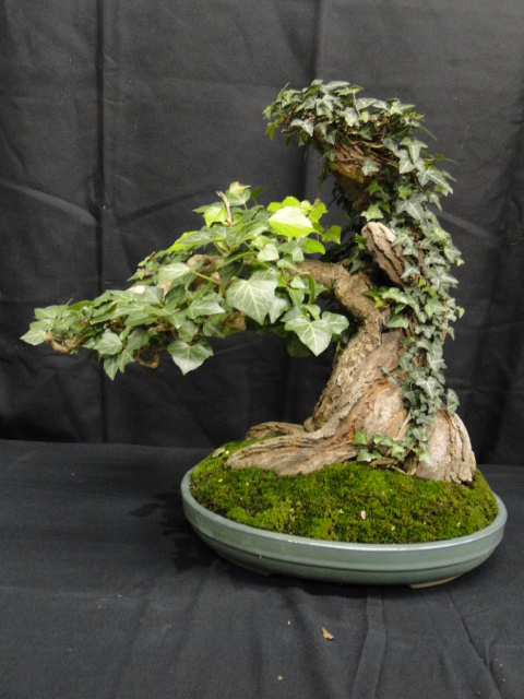 la passion du bonsai Dsc02348