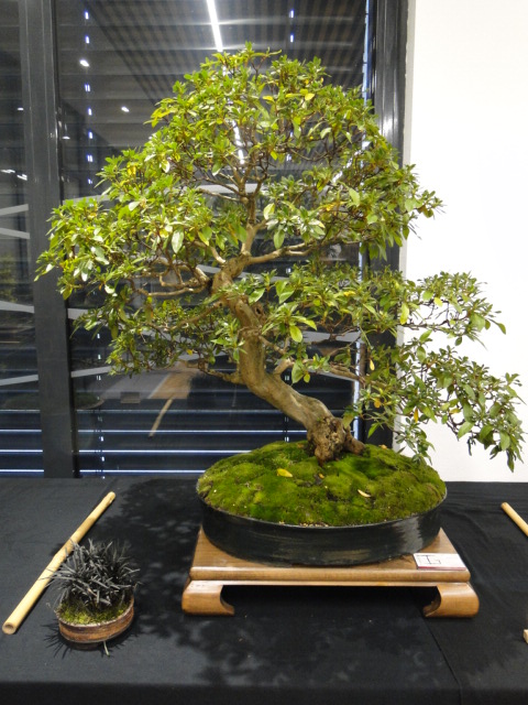 la passion du bonsai Dsc02351