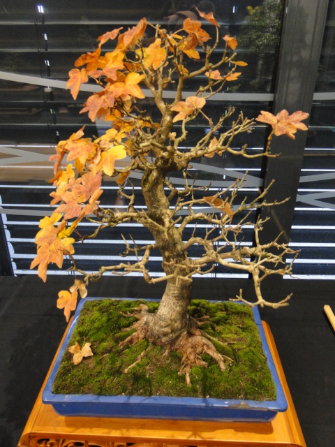 la passion du bonsai Dsc02353