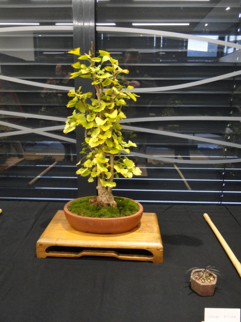 la passion du bonsai Dsc02356