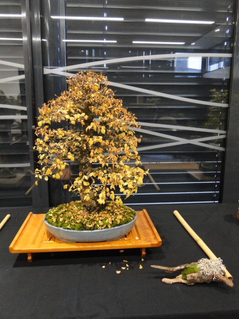 la passion du bonsai Dsc02357