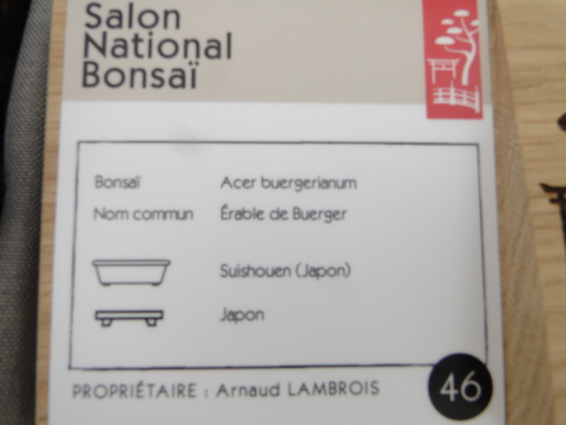 Salon National du Bonsaï de Maulévrier 2024 - Page 6 Dsc03605