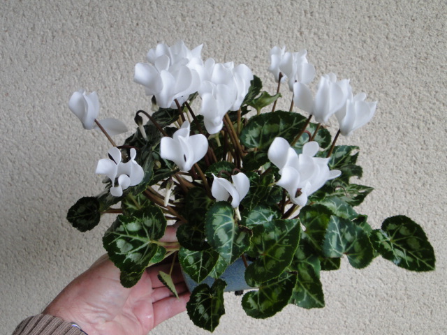 Cyclamen - Page 10 Dsc05413