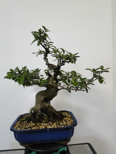 la passion du bonsai - Page 34 Dsc05855