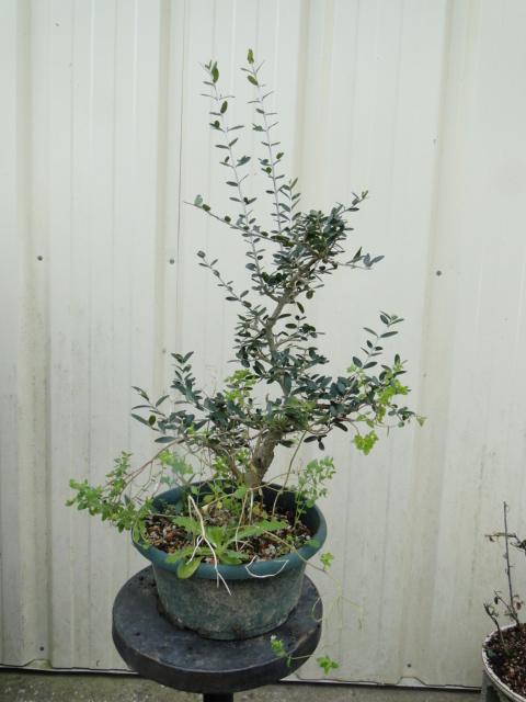 la passion du bonsai Dsc06066