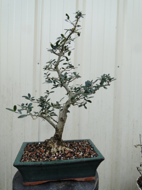 la passion du bonsai Dsc06067