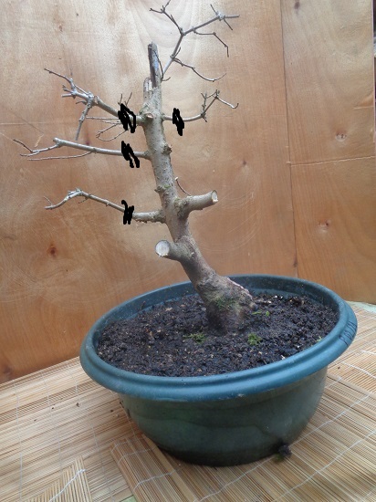 Rempotage bonsaï Dsc06210