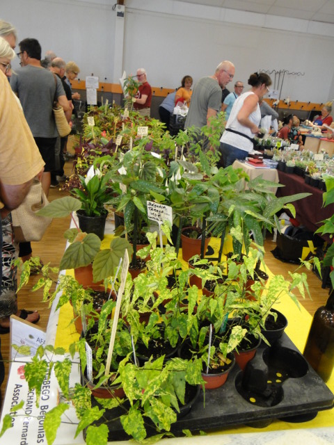 marchés aux plante exotique de Bédée (35) - Page 3 Dsc06713