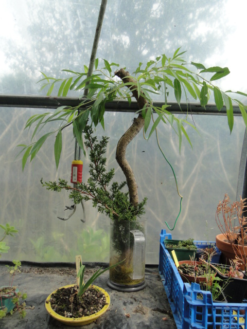 la passion du bonsai - Page 7 Dsc08386