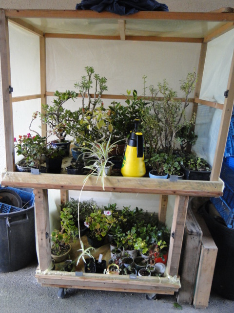 Hivernage des plantes - Page 3 Dsc08577