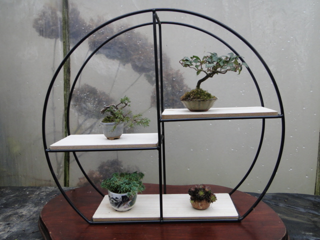 la passion du bonsai - Page 34 Dsc08588