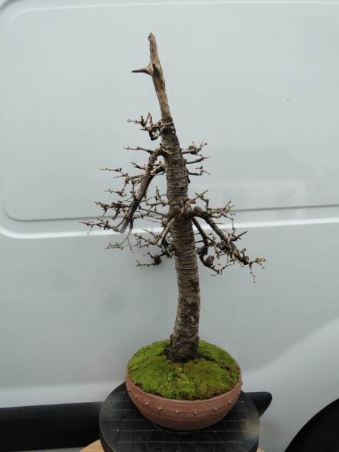 la passion du bonsai - Page 34 Dsc08839