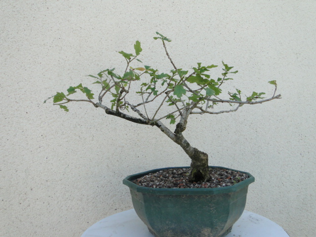 la passion du bonsai - Page 6 Dsc09254