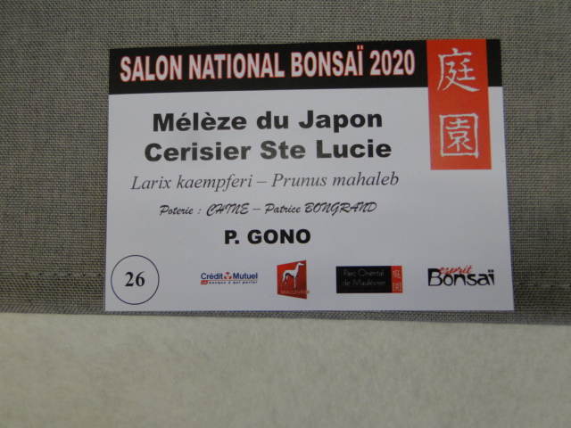 la passion du bonsai - Page 13 Dsc09271