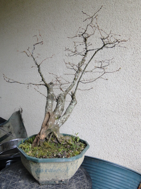 la passion du bonsai - Page 23 Dsc09491