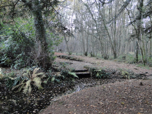 en forêt de Brocéliande Paimpont  - Page 2 Dsc09725