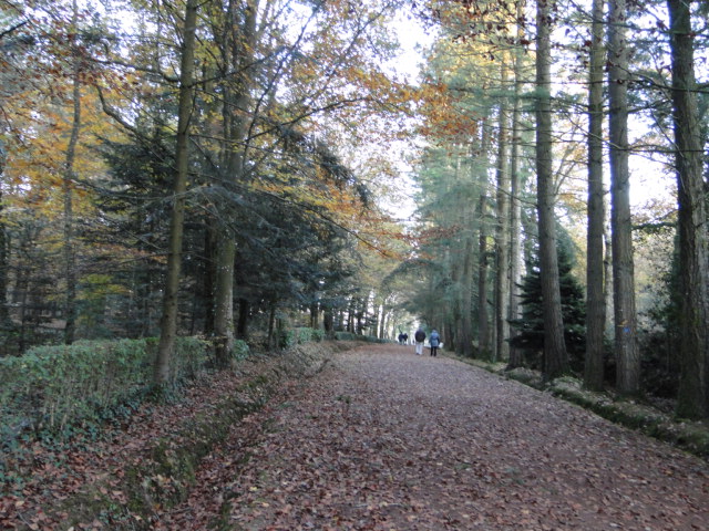 en forêt de Brocéliande Paimpont  - Page 2 Dsc09727