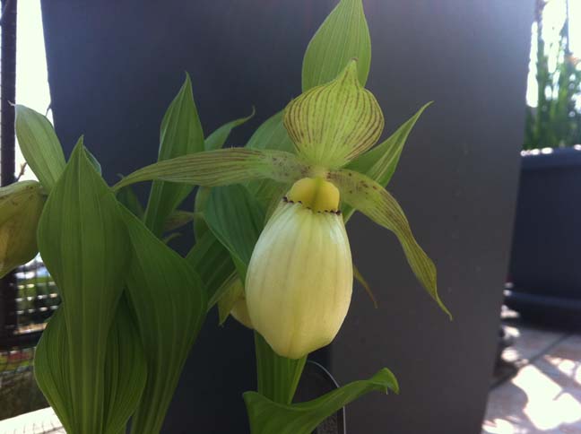 Cypripedium fasciolatum Cyprip10