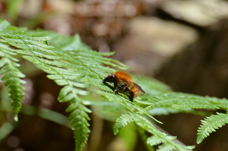 bourdon et papillon Dsc_0715