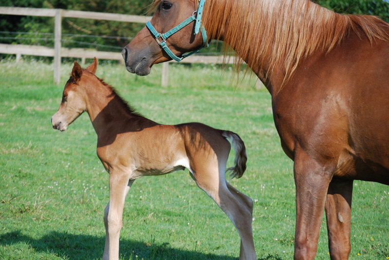 Sheyenne d'Alka x Cayenne T et Shanaz la Soledad Dsc_0029